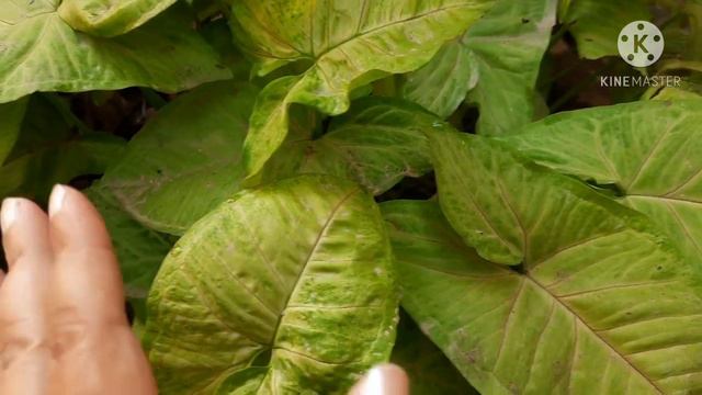 || All About Syngoinum Plant (Arrow Head Plant) || How to Grow and Care Syngonium Plant || смотреть онлайн