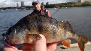 Окунь на отводной поводок. Химкинское вдх 19.09.2019