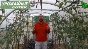 Обработка почвы и сидераты ПОСЛЕ ТОМАТОВ и всех тепличных! Важные нюансы простого дела!