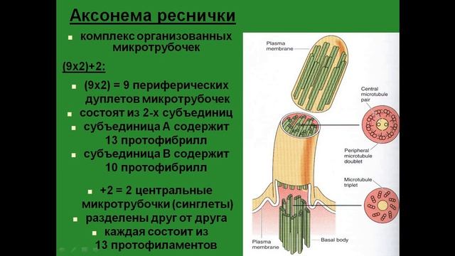 Микротрубочки. Центриоль. Реснички. смотреть онлайн