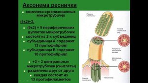 Микротрубочки. Центриоль. Реснички.