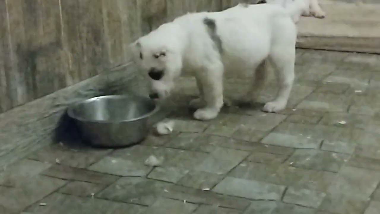 УСАДБА КАРХУЛА. племенной питомник САО и алабаев смотреть онлайн