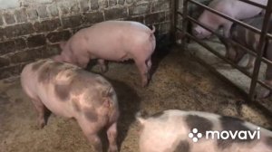 БМВД для свиней//Корм для відгодівлі