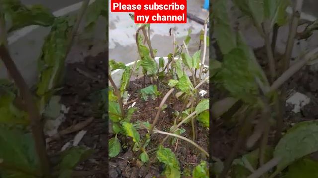 పుదీనా video # gardening video#beautiful #trending #viral