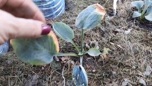 ХОСТЫ НА РАЗВОДОЧНОЙ ГРЯДКЕ В СЕНТЯБРЕ!