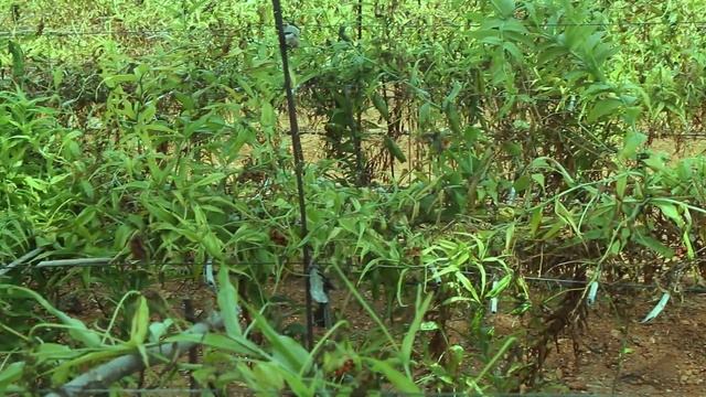 Gloriosa Superba Seed Cultivation In Tamilnadu | Agriculture | Ullathanayaa Uyarvu смотреть онлайн