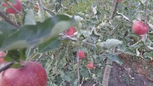 Яблоня сорт зимний Ред Джонапринц ( apple Red Jonaprince@Viltons) Черный Принц. Видеообзор.