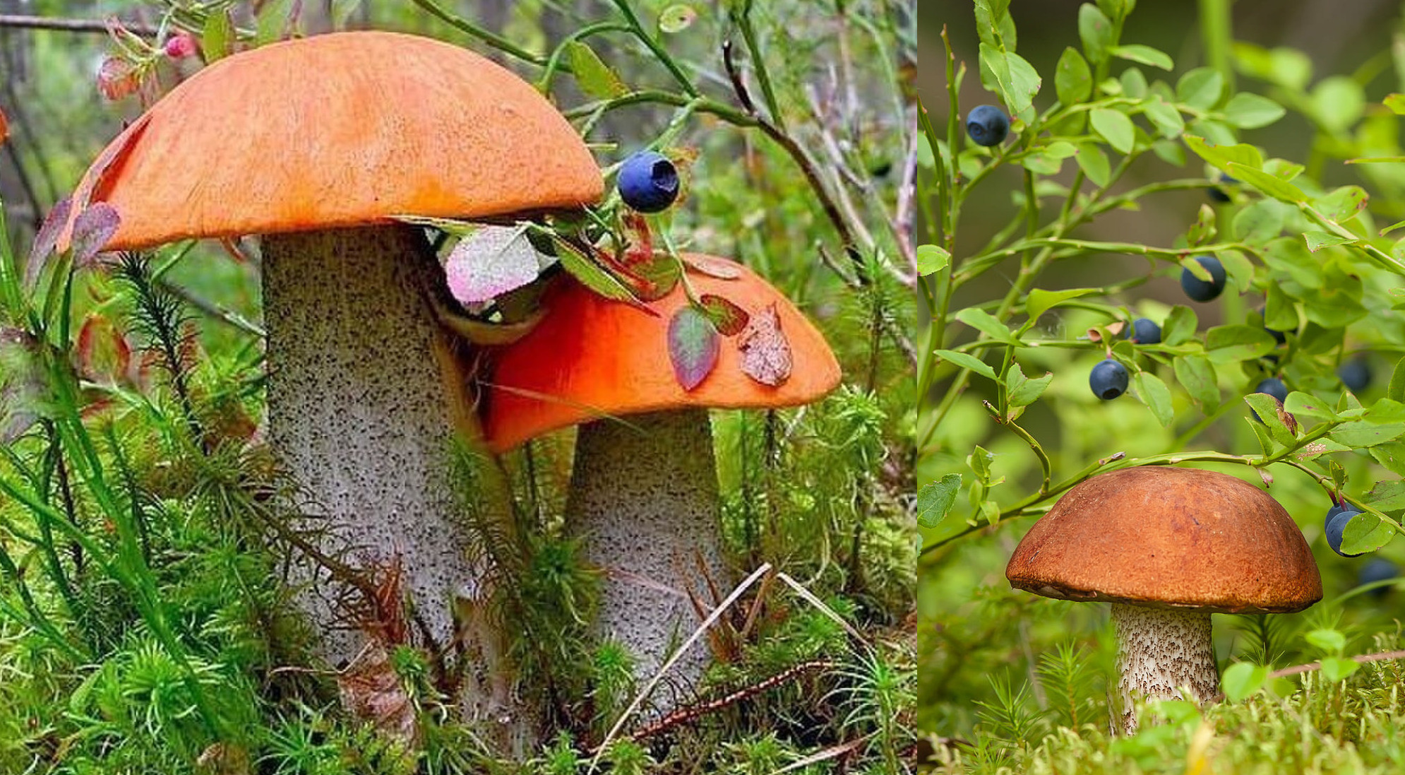 Благородные грибы