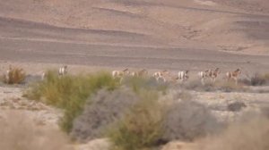 Самые редкие животные Средней Азии| КУЛАН, ХАНГУЛ,САЙГАК,МАРХУР,ЭФА Ч1