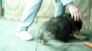 Щенок кавказская овчарка, 2 месяца, сука www.r-risk.ru +79262205603 Ягодкина Татьяна