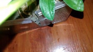 ?Мои комнатные цветы.Обзор луковичных.?