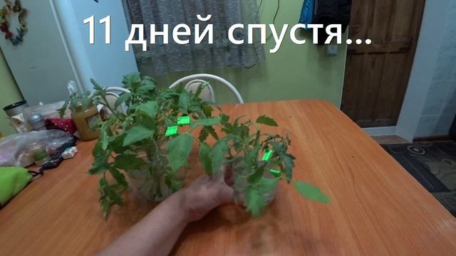 Как вырастить рассаду томатов за 10 дней из пасынков. Пасынки. Помидоры. Огород.