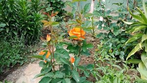 Роза Супер трупер, первая ласточка моего сада! ???