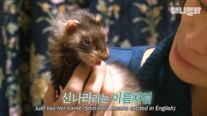 "주인님 날 버려줘서 고마워요" ㅣ Ferrets Say To Their Owner ＂Thank You For Abandoning Me＂