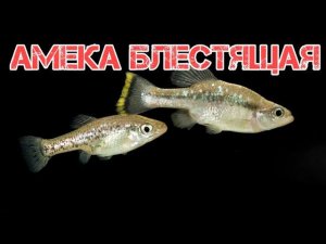 АМЕКА БЛЕСТЯЩАЯ. ЖИВОРОДЯЩАЯ АКВАРИУМНАЯ РЫБКА