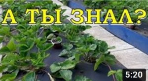 Приподнятые грядки. Какой от них толк?