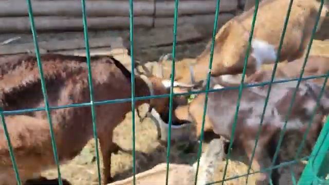 Каким зерном лучше кормить коз? смотреть онлайн