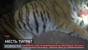 Смертельная схватка: кто виноват в убийстве тигра? Новости. 13/10/2023. GuberniaTV