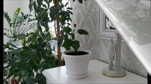 Мои комнатные цветы: Глоксиния и Роза Совсем маленькая розочка, а уже цветёт! / Gloxinia and rose