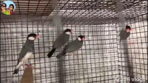 ജാവ കുരുവികൾ അറിയേണ്ടതെല്ലാം || java birds detailed video ||java finches ||malayalam ||