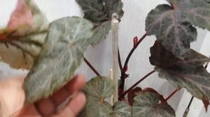 Бегонии Кейн и Листада.