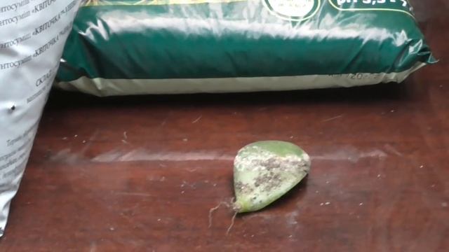 ДЕНЕЖНОЕ ДЕРЕВО Спасаем денежное дерево Подгнившие корни красулы Пересадка денежного дерева смотреть онлайн