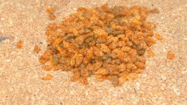 Кунжут польза | кунжут витамины, кунжут свойства, чем полезен кунжут для женщин,