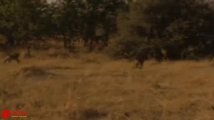 Маме-Обезьяне Не Удастся Защитить Своего Ребенка От Охоты Леопарда | Бедный Ребенок Обезьяна