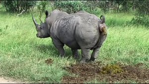 Носорог срёт под дабстеп