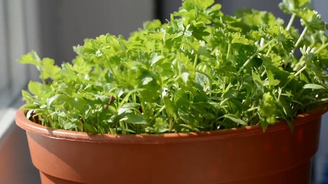 Петрушка смотреть онлайн