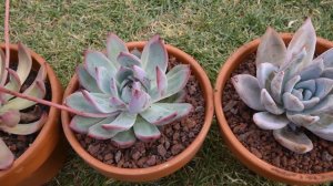 The different forms of Echeveria colorata | Cerriscapedia