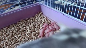 КРЫСА РОДИЛА ОЧЕНЬ МНОГО КРЫСЯТ. НОВОРОЖДЕННЫЕ КРЫСЯТА. ПОКУПКИ ДЛЯ ПИТОМЦЕВ :)