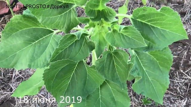 Итоги опытов по внесению листовых подкормок подсолнечника. 2019