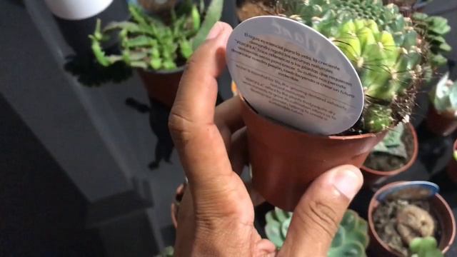 O que comprei na estufa de cactos e suculentas aqui na Espanha смотреть онлайн