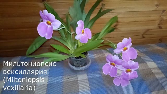 Цветение моей камбрии Кататанта и  Мильтониопсиса вексиллярия (Miltoniopsis vexillaria) .