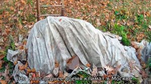 Какие розы самые неприхотливые и зимостойкие для Подмосковья