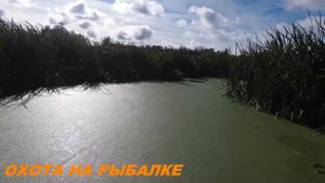 ОХОТА НА УТКУ С ПОДХОДА С МР  155