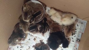 ???Амерауканы лаванда, мараны, Легбар.