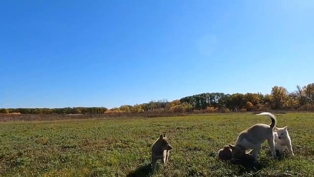 Щенок западносибирской лайки и щенки волэнды на природе.