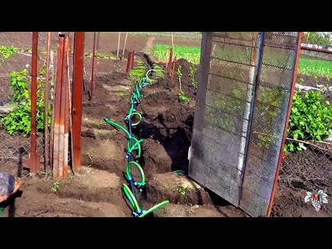 Капельный полив на винограднике. Укладка магистрали
