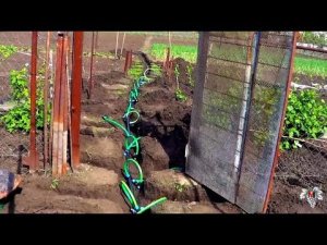 Капельный полив на винограднике. Укладка магистрали