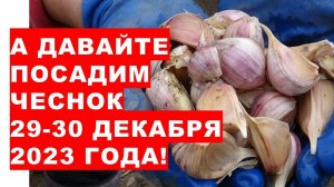 А давайте под Новый год посадим озимый чеснок! Let's plant winter garlic for the New Year