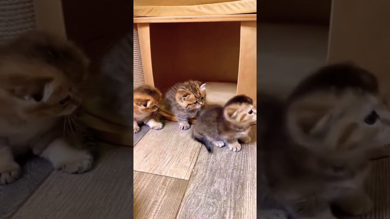 #cute #cats #shorts #cutepets #funny #kitten #kucinglucu #котята