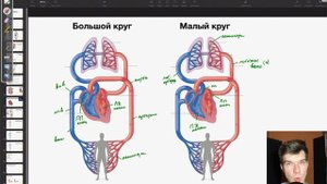 6.48. Круги кровообращения | Артериальная и венозная кровь | Анатомия к ЕГЭ | Георгий Мишуровский
