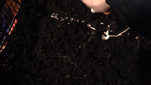 Посадка чеснока смотреть онлайн