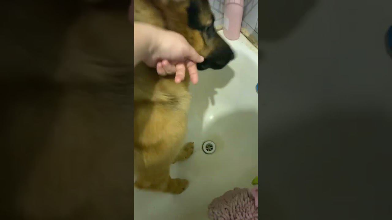 Как мои немецкие овчарки принимают ванну #собаки #dog #germanshepherd смотреть онлайн
