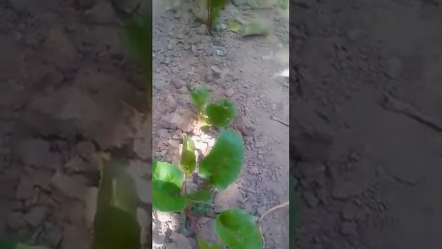 КАК ВЫРАСТИТЬ БОЛЬШОЙ УРОЖАЙ НА МАЛЕНЬКОМ ДАЧНОМ УЧАСТКЕ!