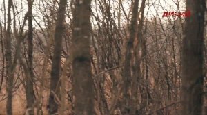 Большая загонная охота. Загон в вольере и открытых охотугодьях