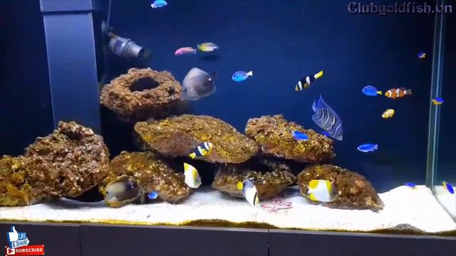 Wild fish aquarium from coral - goldfish club смотреть онлайн
