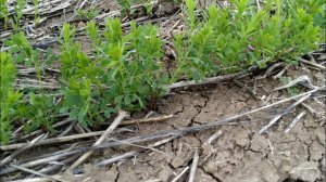 Состояние совместных посевов лен и чечевица 09.05.19